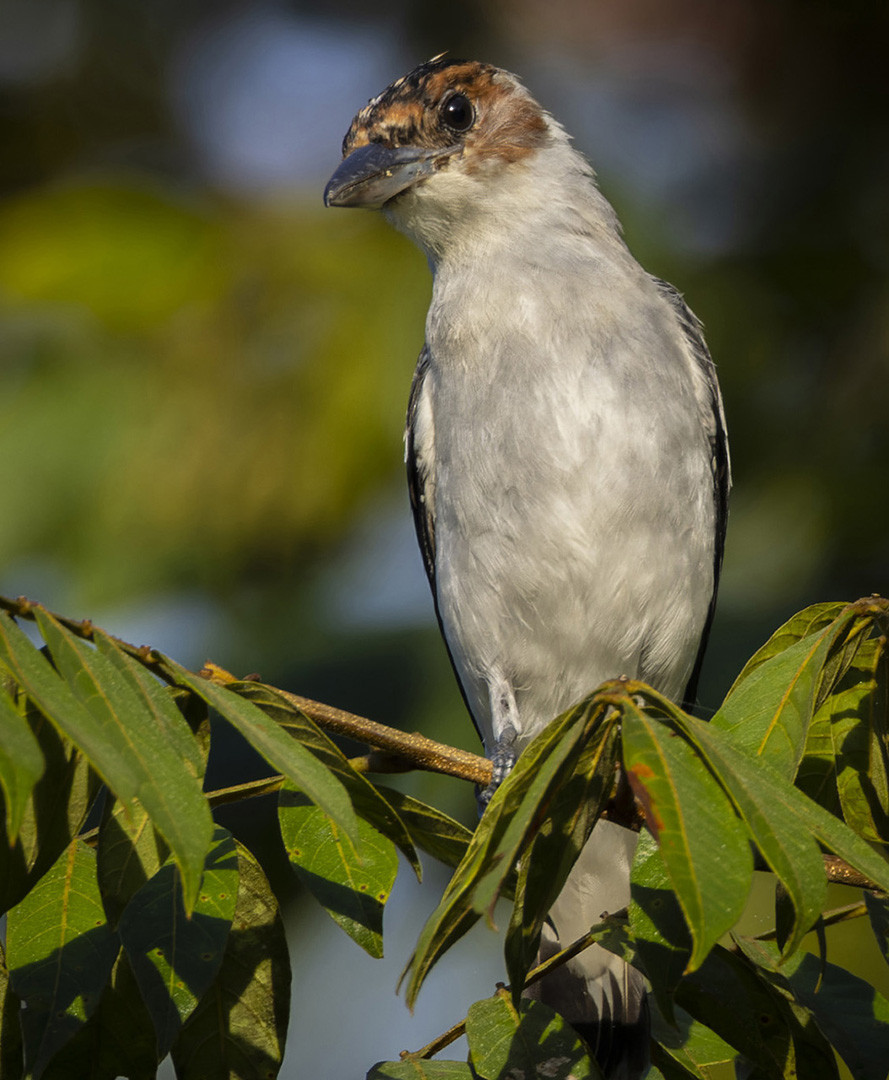 image Black-crowned Tityra